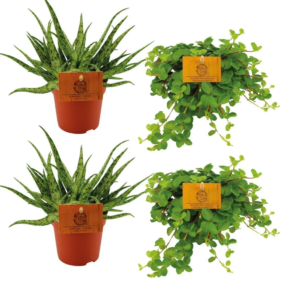 green-guardia-aloe-spider-peperomia-4-pflanzen-10-5-cm-topf image 1