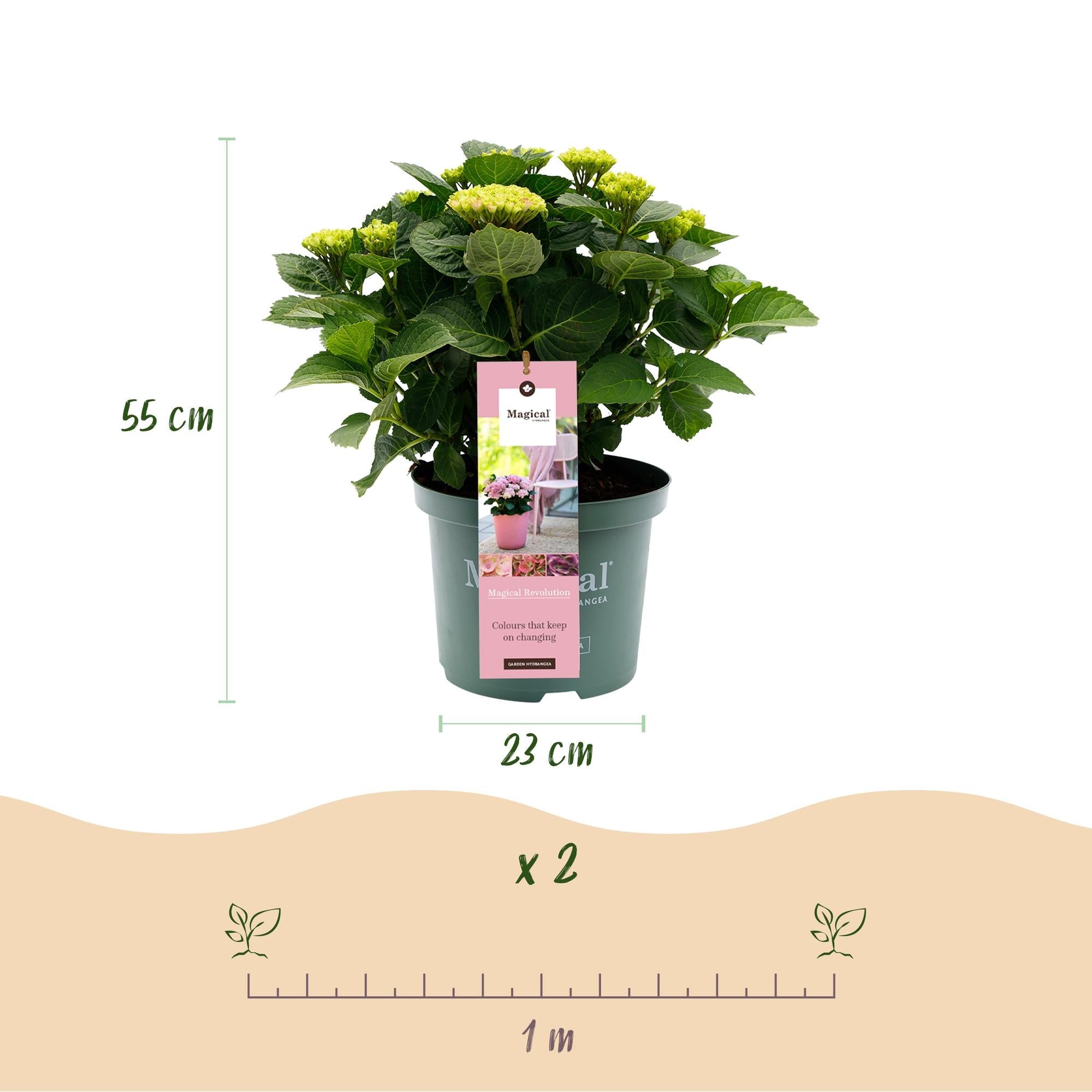 green-guardia-hortensie-magical-revolution-pink-55-cm-1-pflanze image 1