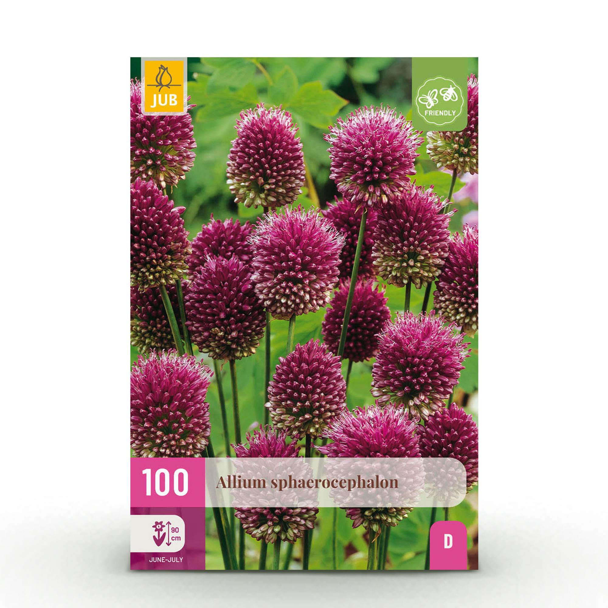 green-guardia-unsere-pflanzen-allium-sphaerocephalon-blumenzwiebeln-100-st-lila image 1