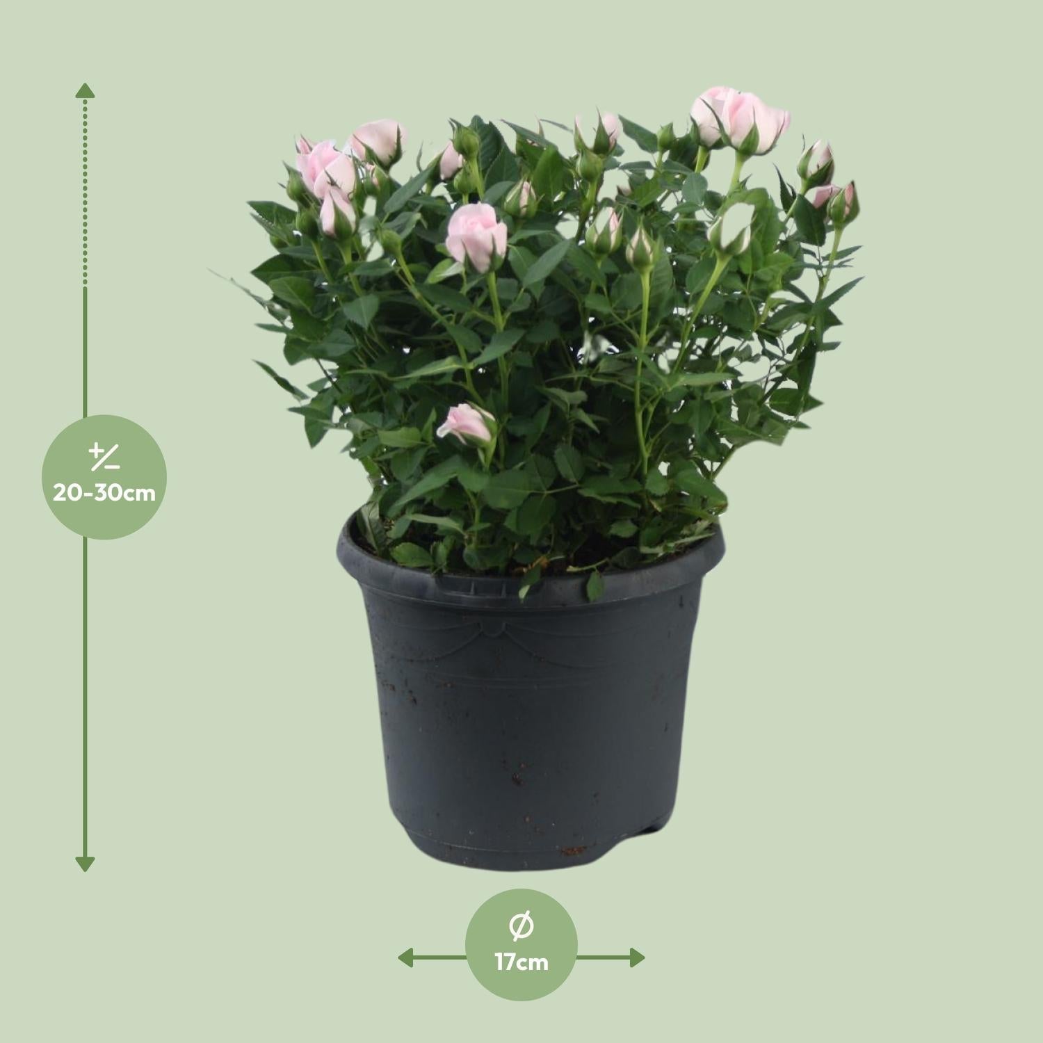 green-guardia-zwergrose-jewel-patio-baby-rosa-17-cm-topf image 2