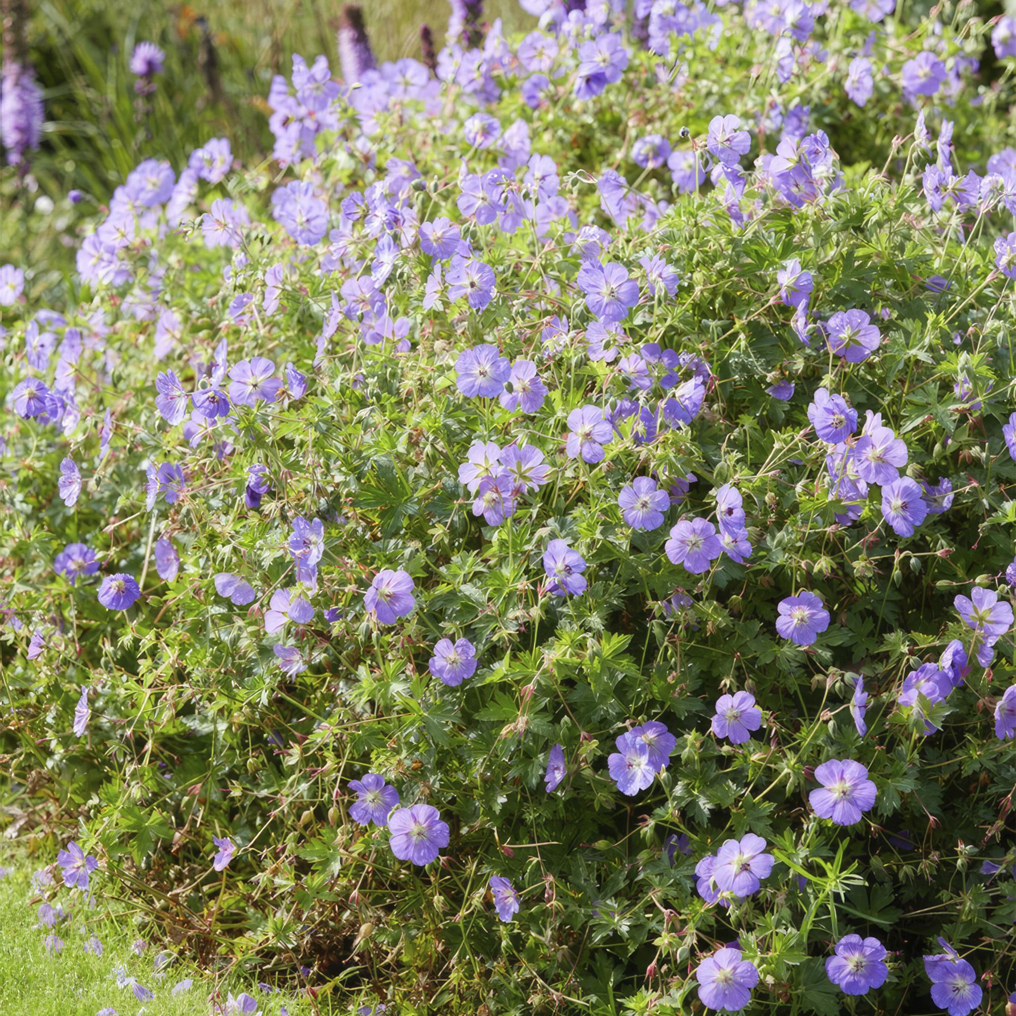 green-guardia-rozanne-geranium-storchschnabel-6-pflanzen image 5