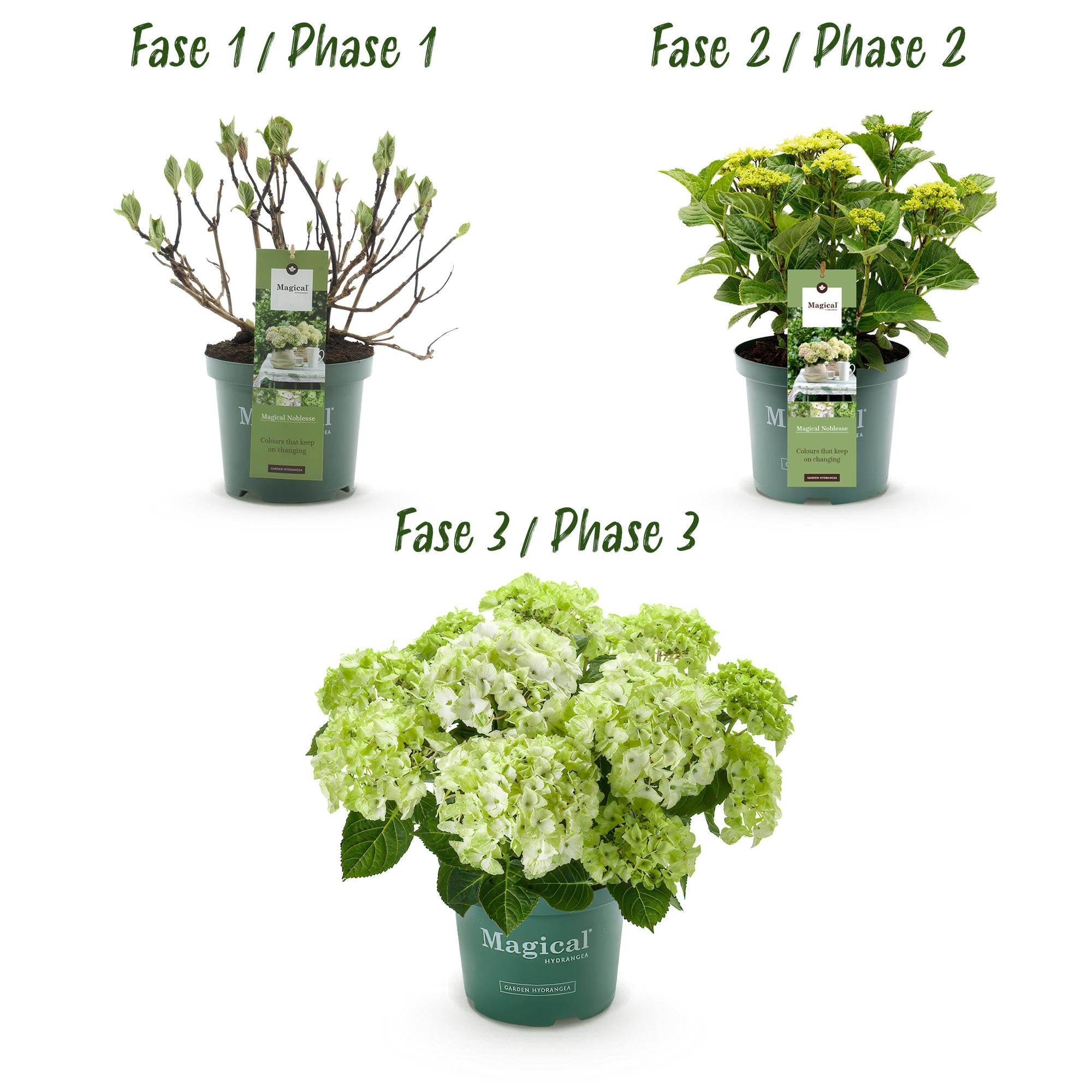 green-guardia-magical-nobless-hortensie-wei-1x-pflanze image 3