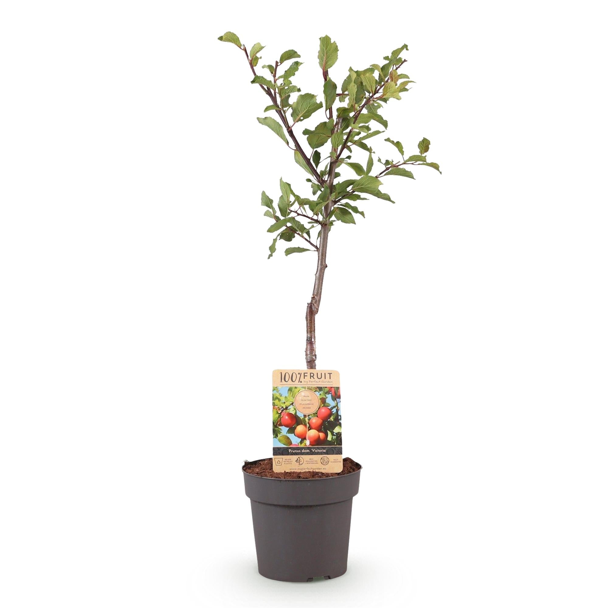 green-guardia-unsere-pflanzen-victoria-pflaumenbaum-21-cm-topf-90-cm image 2