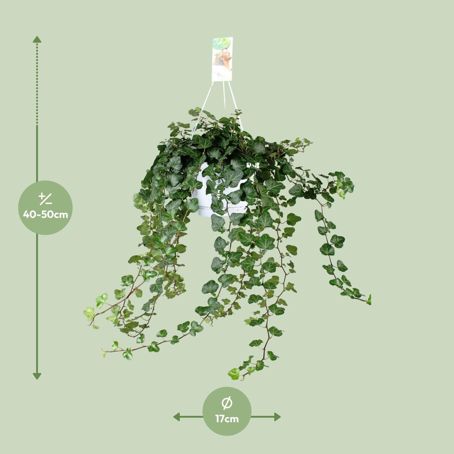 green-guardia-unsere-pflanzen-hedera-wonder-green-efeu-17cm-50cm-gr-n image 4