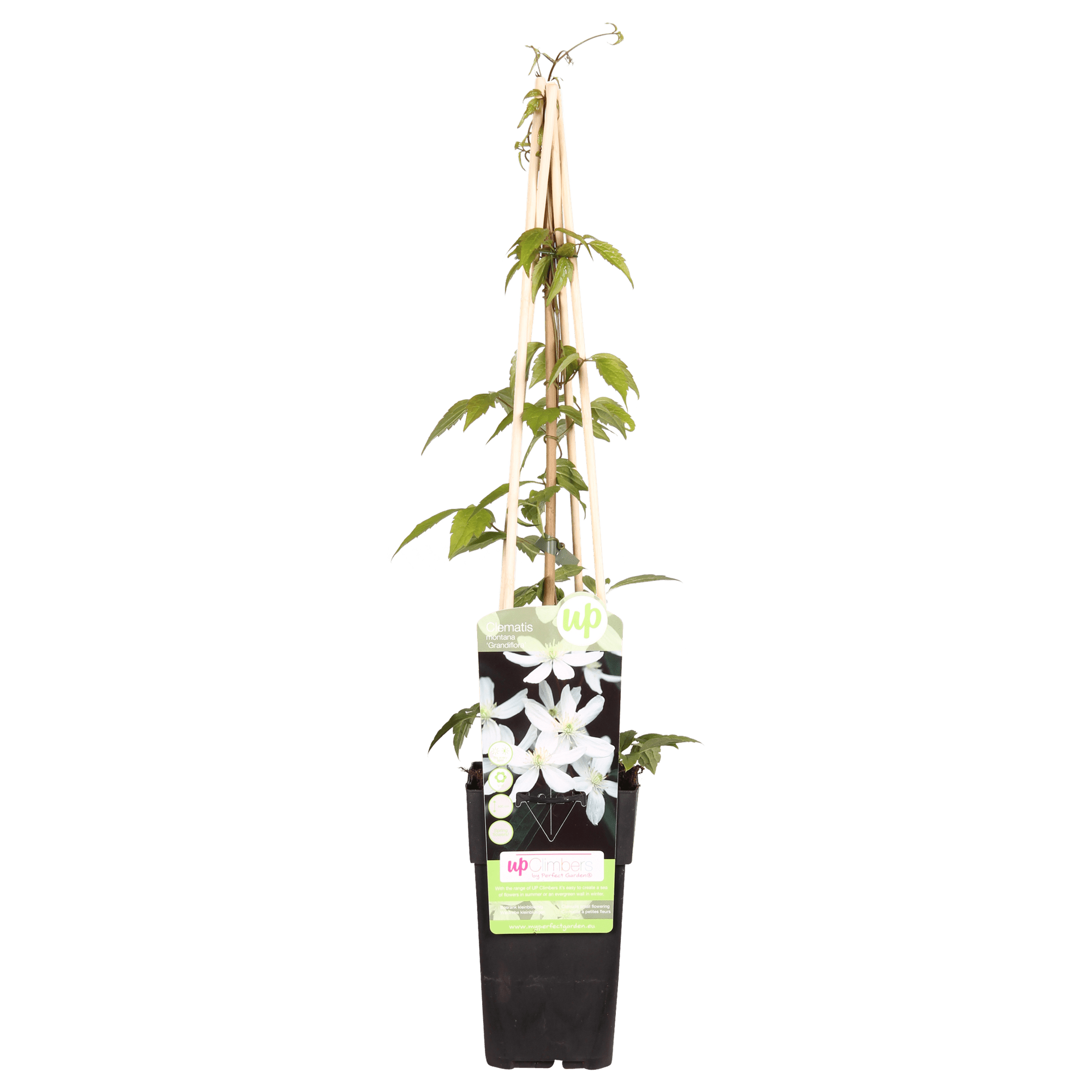 green-guardia-clematis-grandiflora-kletterpflanze-wei-1-pflanze image 1