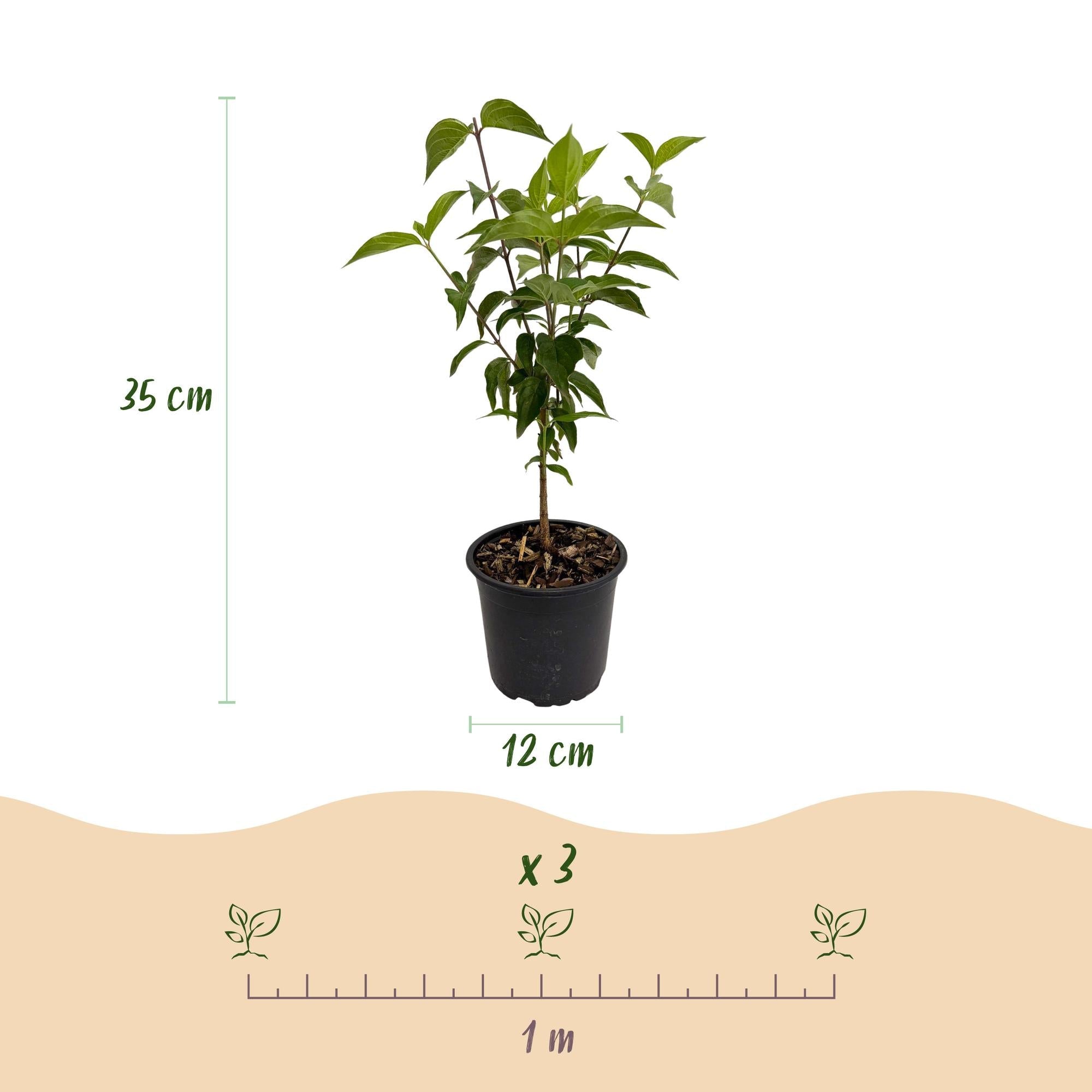 green-guardia-cornus-kousa-chinensis-strauch-1x-wei-e-bl-te image 2