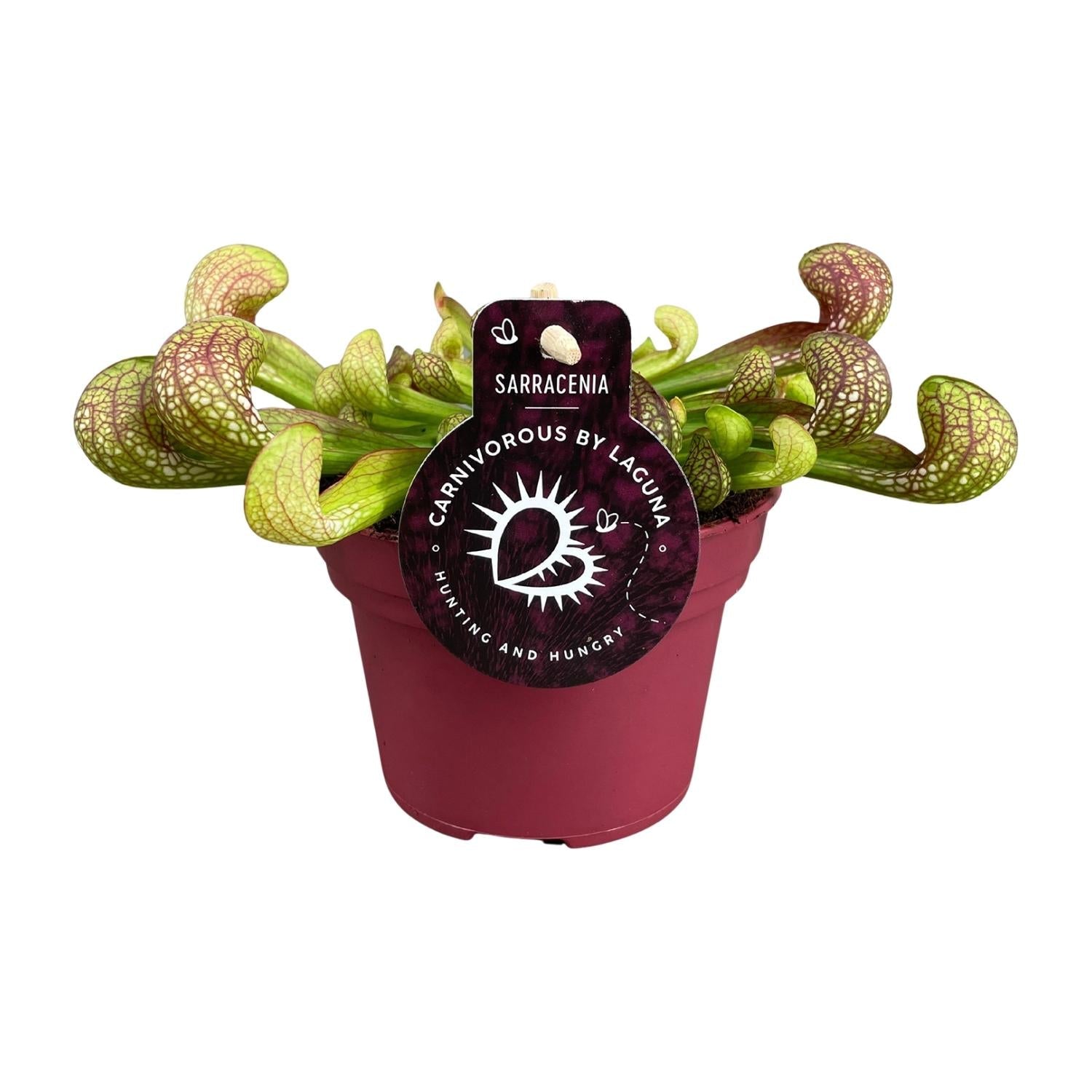 green-guardia-sarracenia-psittacina-schlauchpflanze-12cm-fleischfressend image 1
