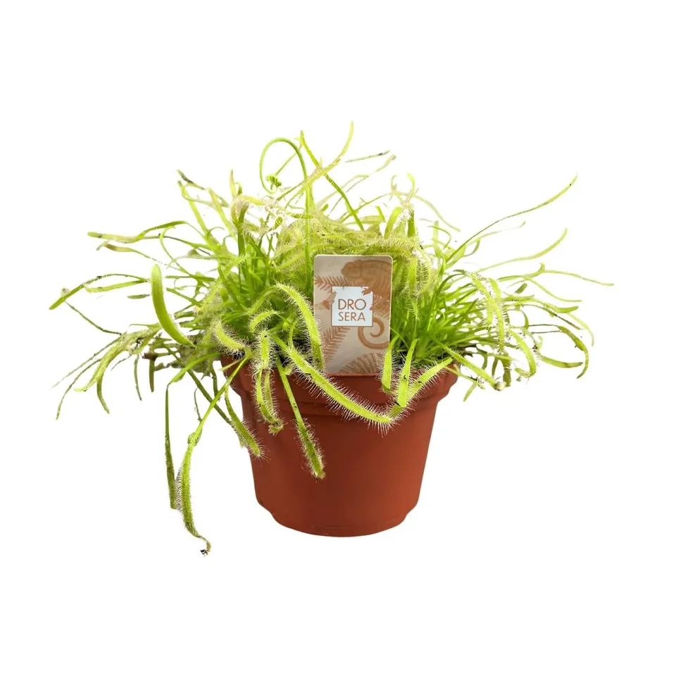 green-guardia-unsere-pflanzen-drosera-capensis-sonnentau-pflanze-12-cm-topf image 1