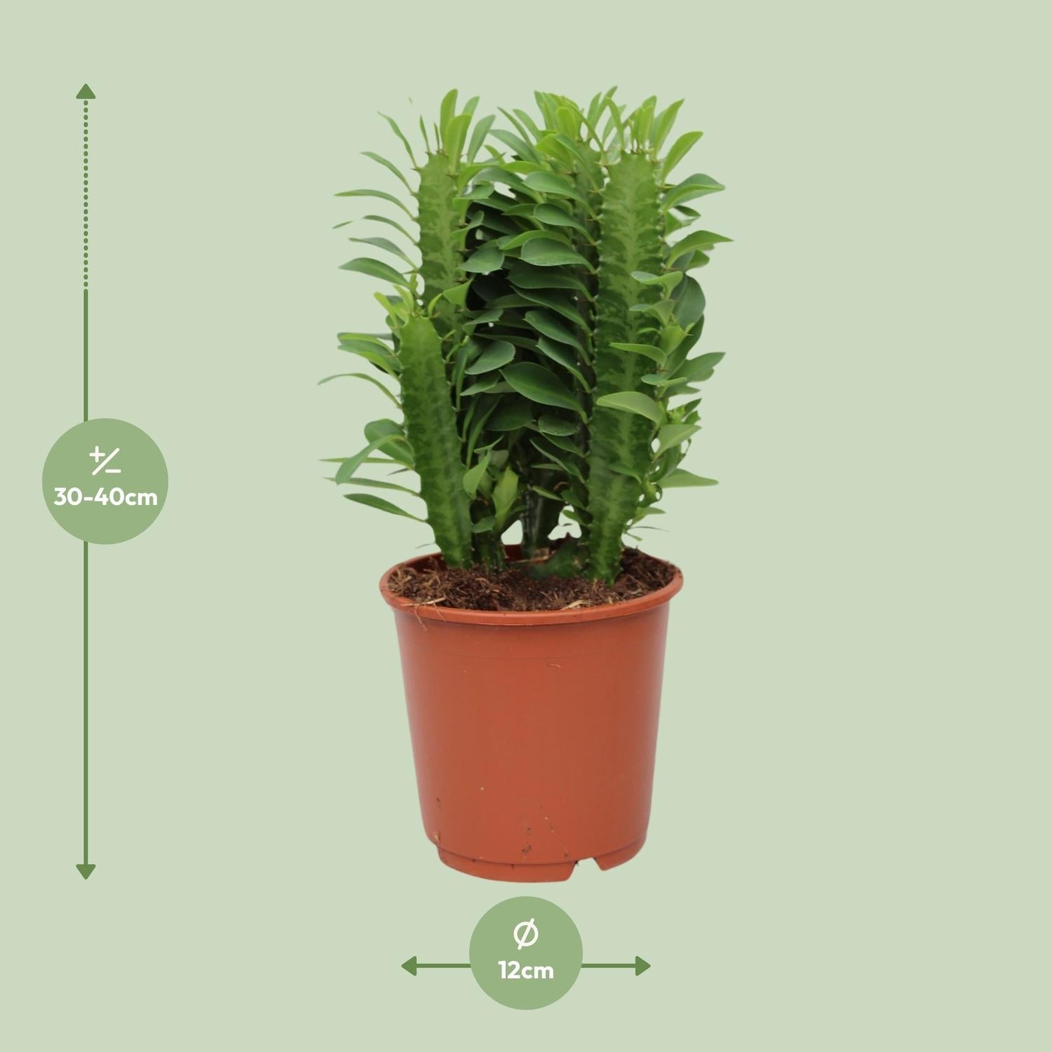 green-guardia-euphorbia-trigona-milchbaum-sukkulente-12cm-40cm image 2