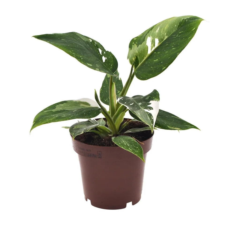 green-guardia-philodendron-white-princess-zimmerpflanze-25cm image 1