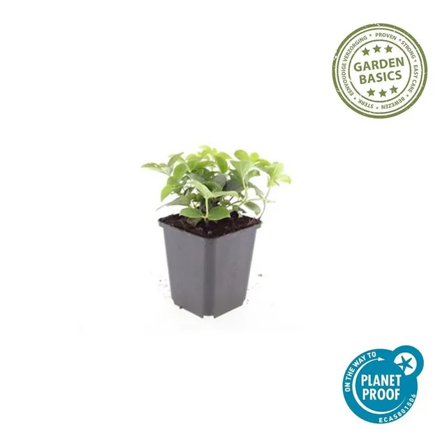 green-guardia-cornus-canadensis-bodendecker-6-pflanzen image 1