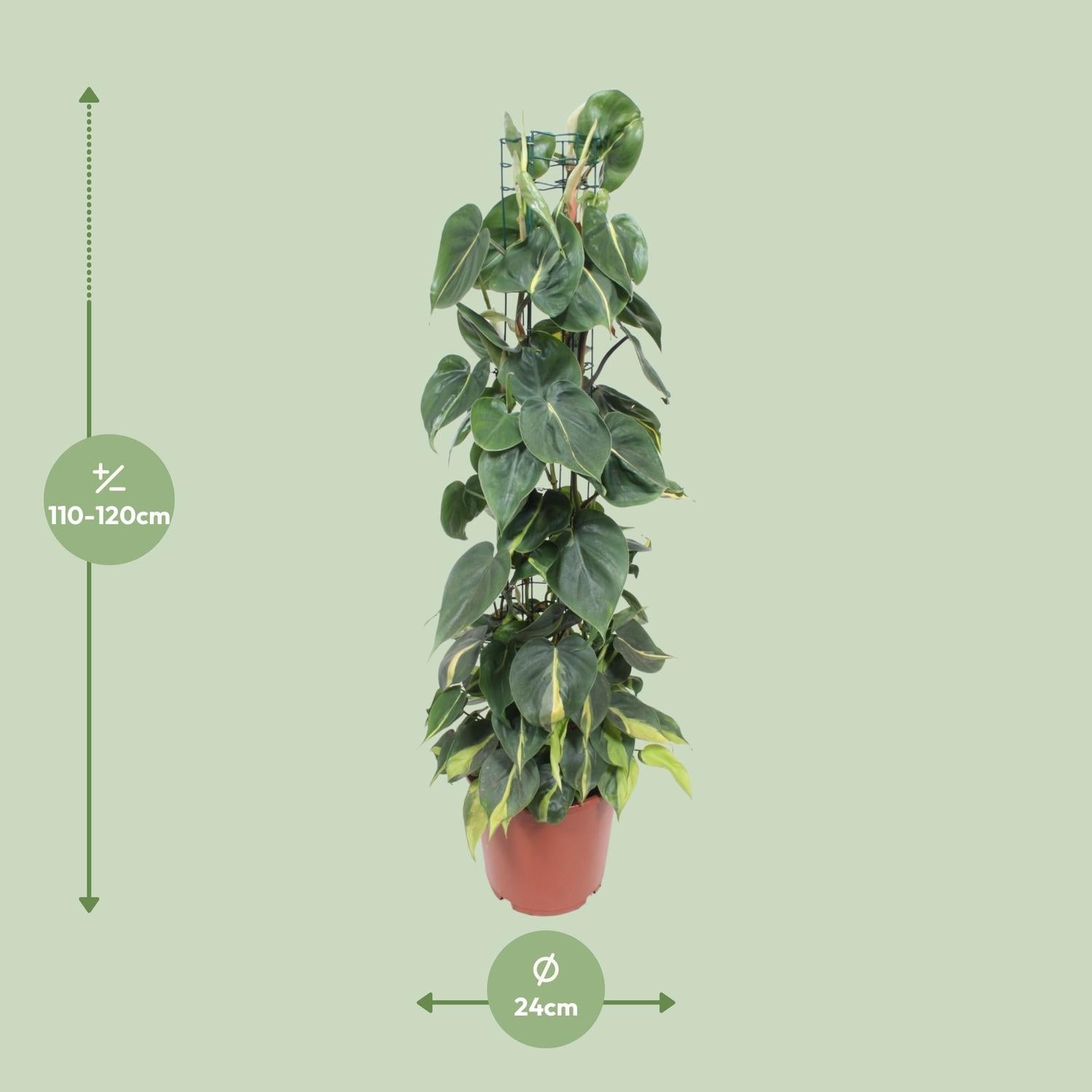 green-guardia-philodendron-scandens-brasil-zimmerpflanze-12cm-pflegeleicht image 5