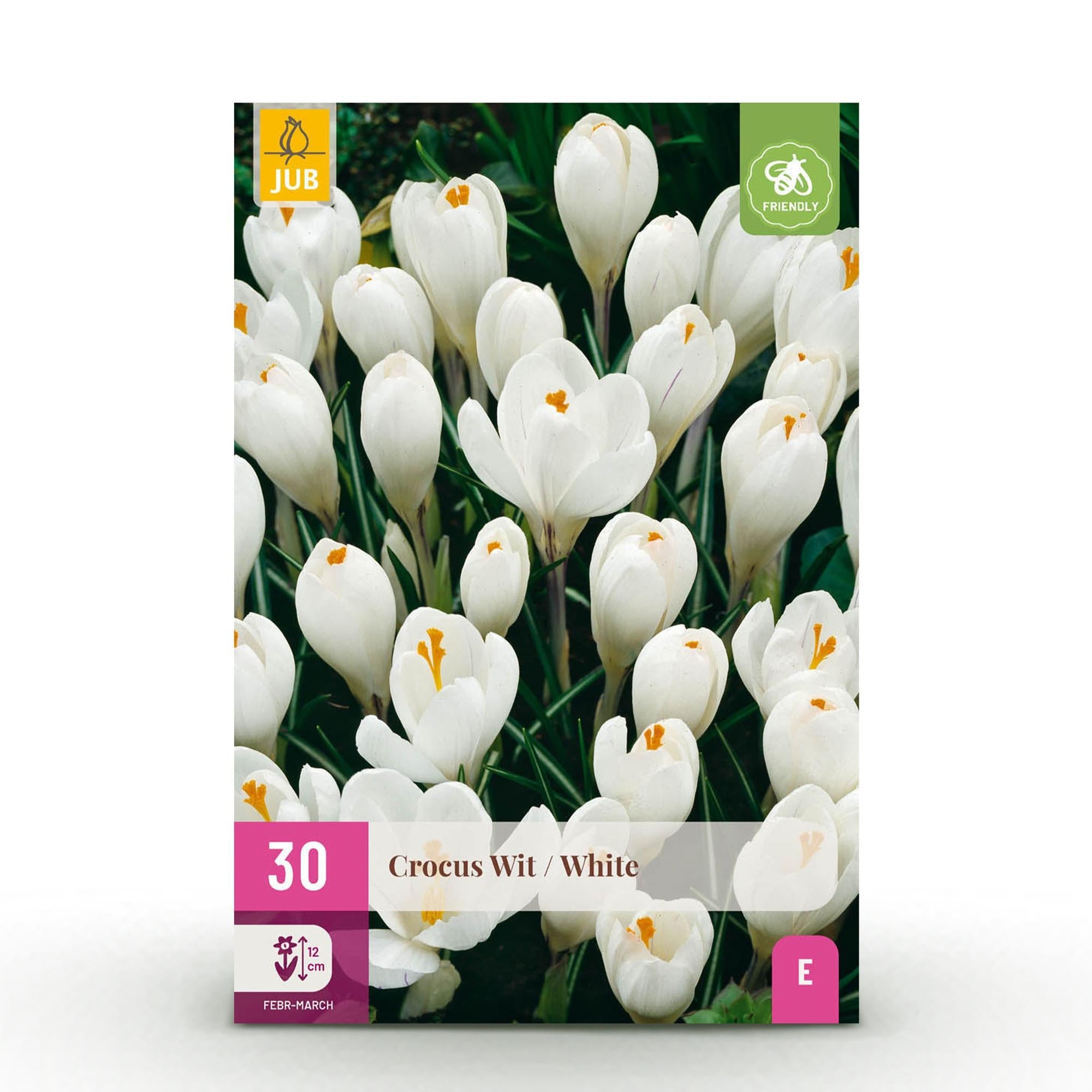 green-guardia-crocus-white-blumenzwiebeln-30-st-ck-winterhart image 1