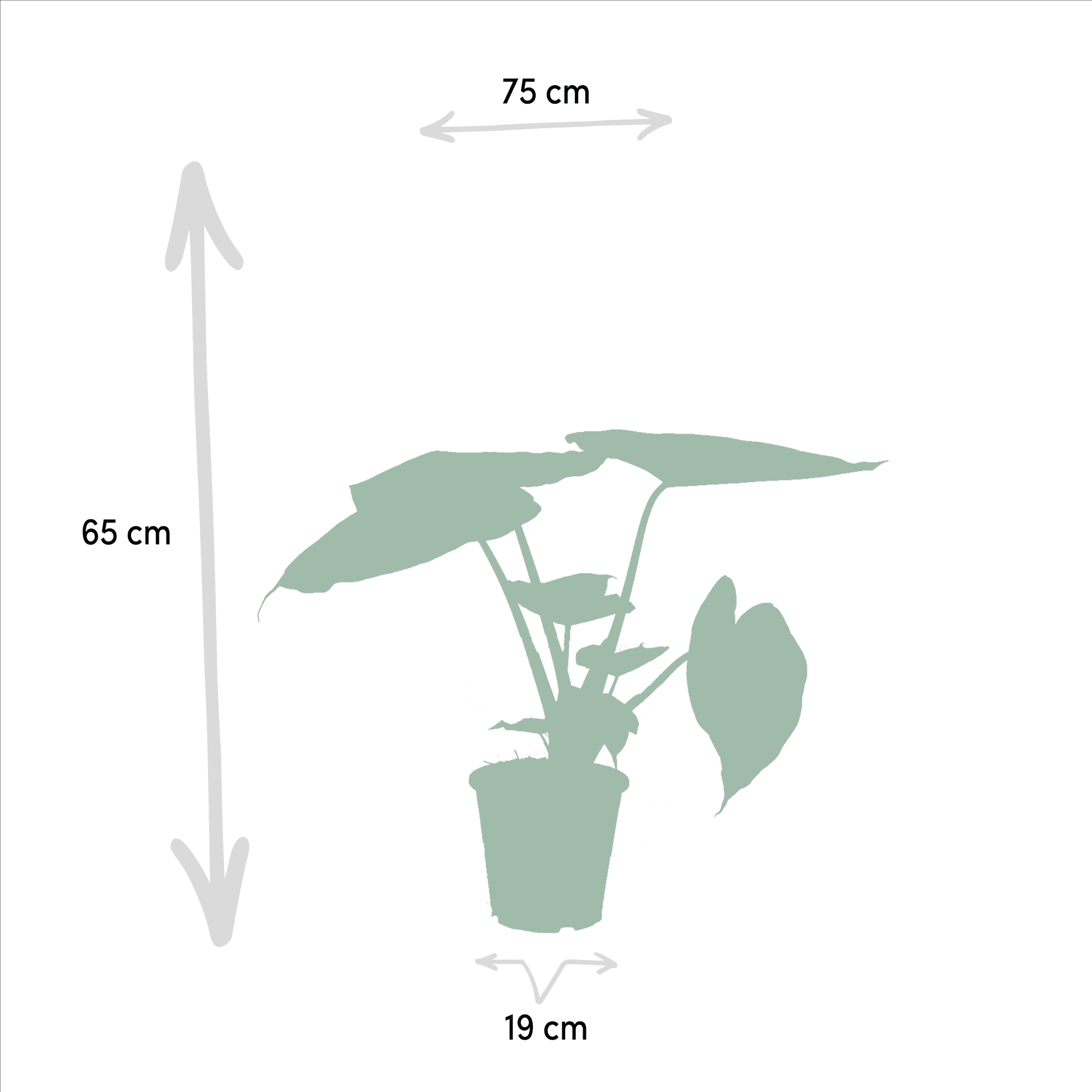 green-guardia-unsere-pflanzen-alocasia-elefantenohr-2-pflanzen-60cm image 3