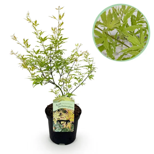 green-guardia-unsere-pflanzen-acer-palmatum-metamorphosa-70-cm-ahorn image 1