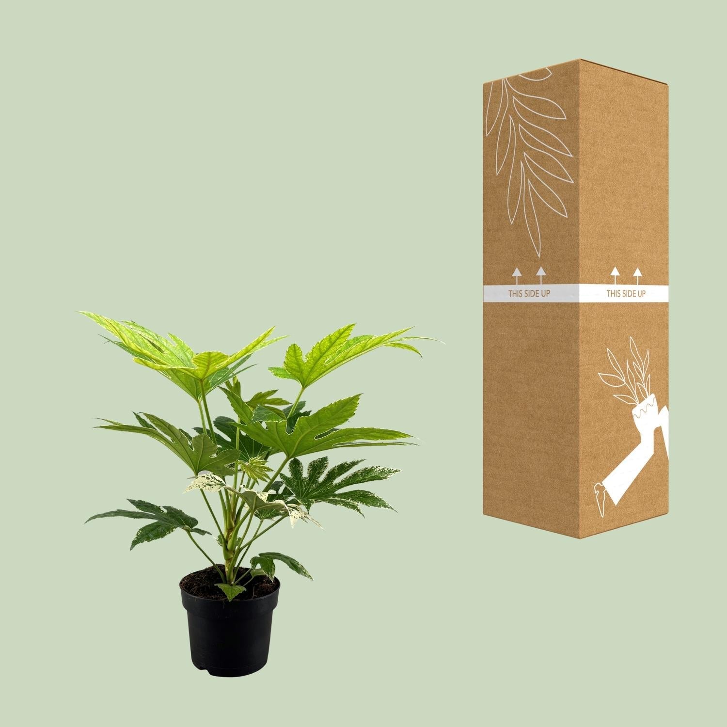 green-guardia-fatsia-japonica-spider-web-zimmeraralie-17-cm-topf image 3