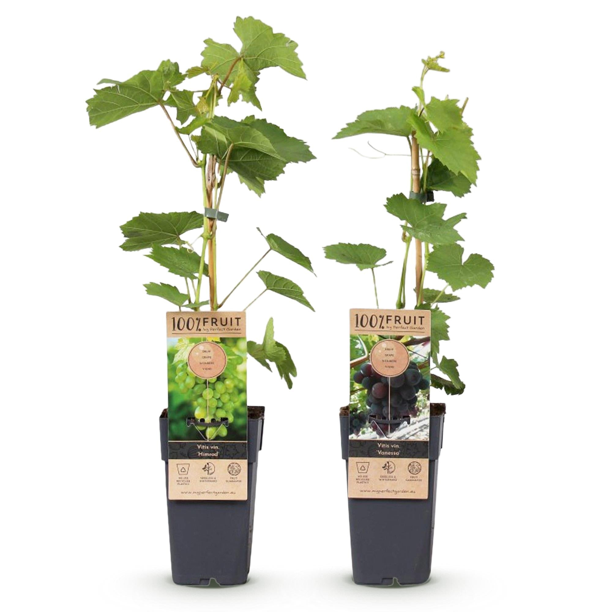 green-guardia-vitis-vanessa-himrod-traubenpflanze-2er-set image 2