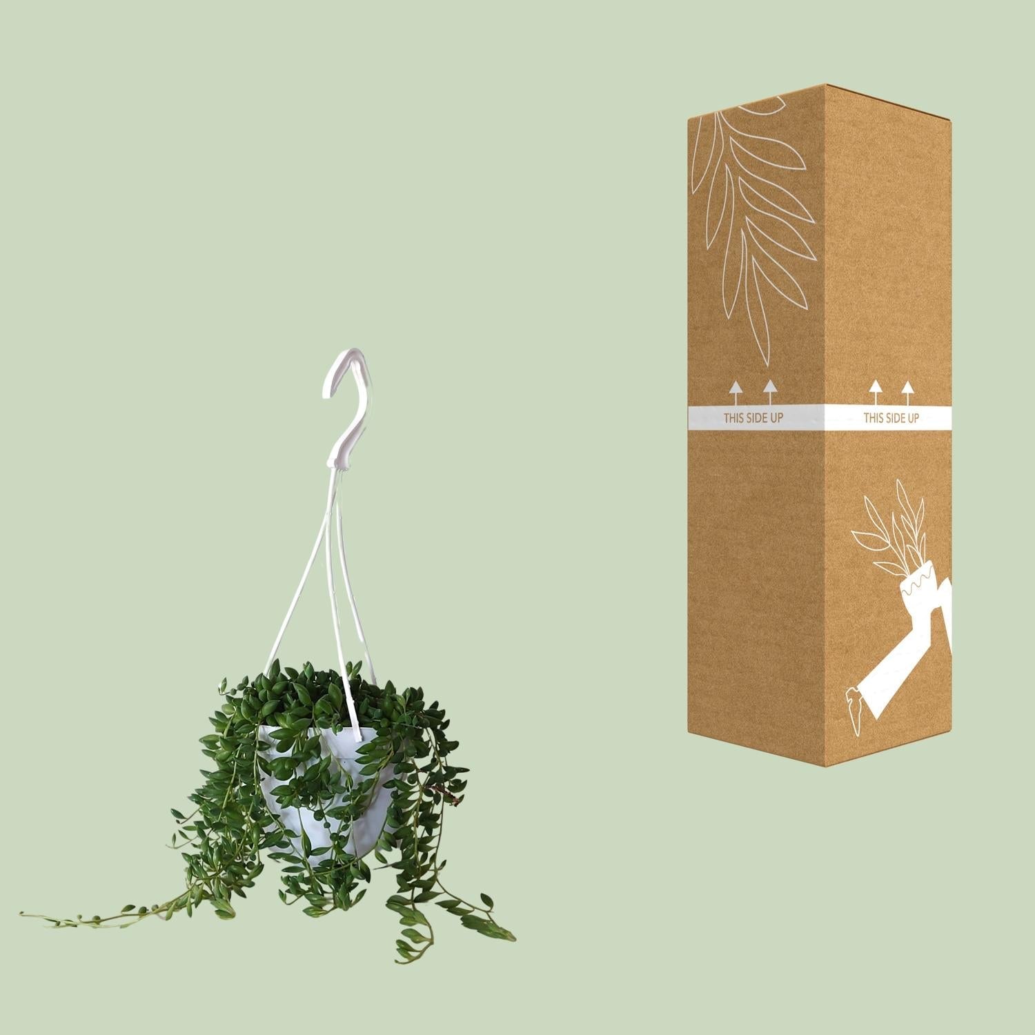 green-guardia-unsere-pflanzen-senecio-herreianus-erbsenpflanze-25cm image 3