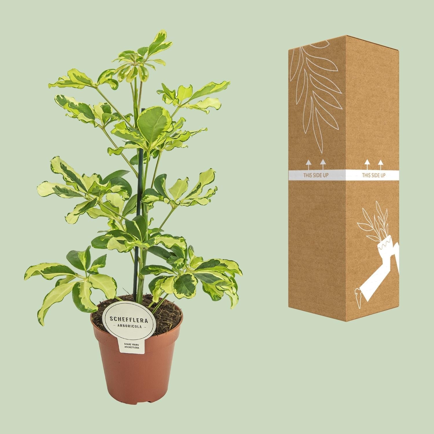 green-guardia-charlotte-schefflera-strahlenaralie-45-cm image 3