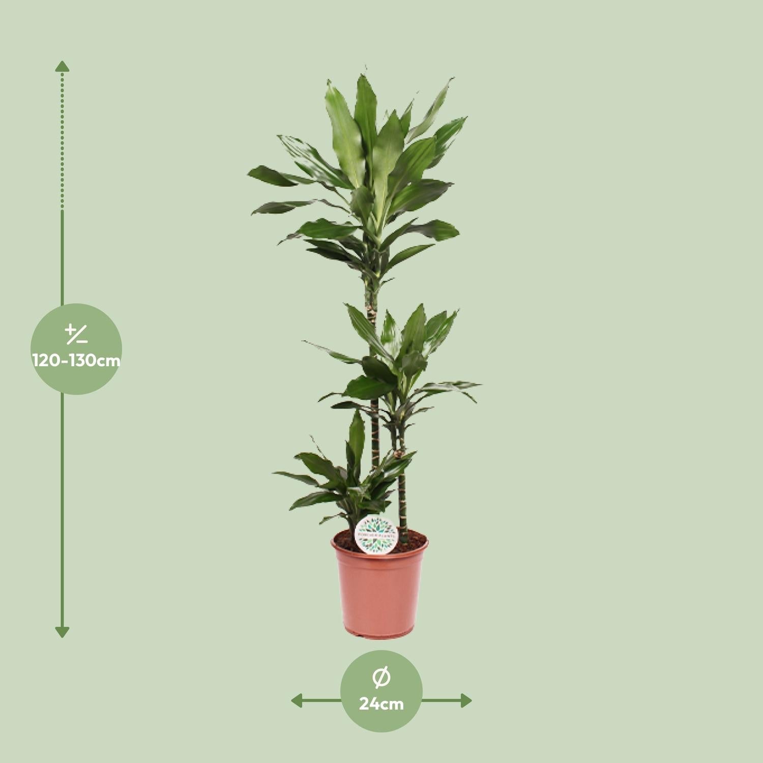 green-guardia-dracaena-janet-lind-drachenbaum-70cm-pflegeleicht image 4
