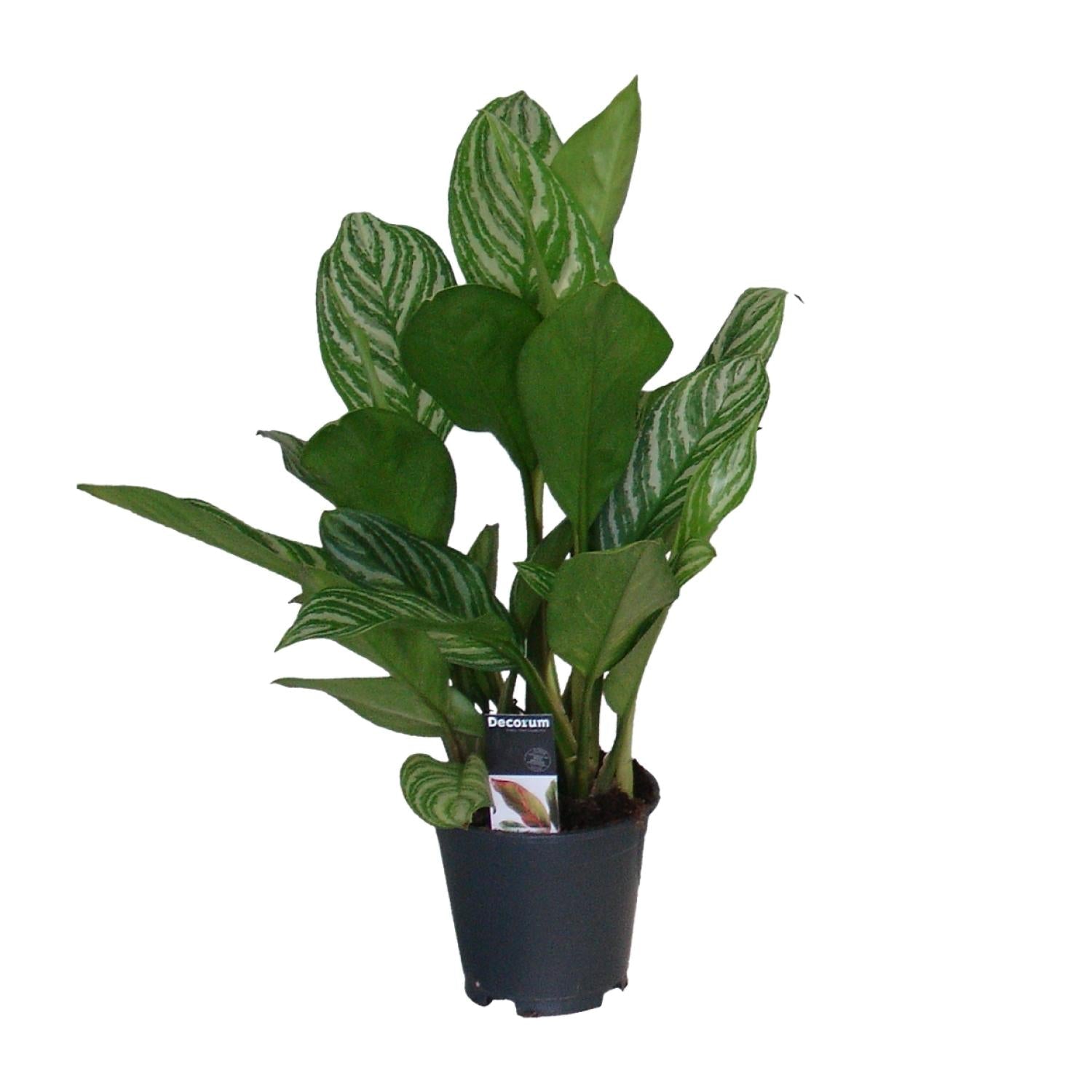 green-guardia-aglaonema-white-joy-kolbenfaden-35-cm-12-cm-topf image 5