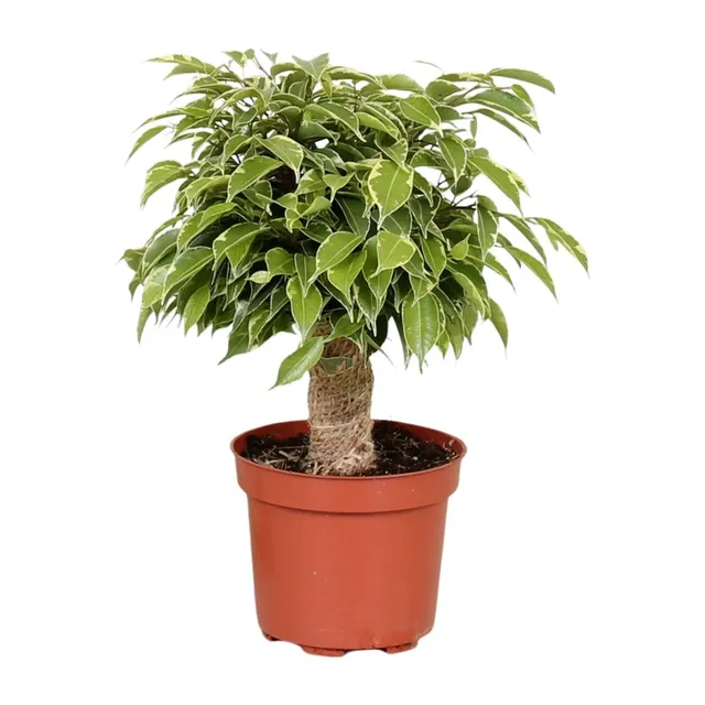 green-guardia-unsere-pflanzen-ficus-benjamina-kinky-birkenfeige-12cm-28cm image 1
