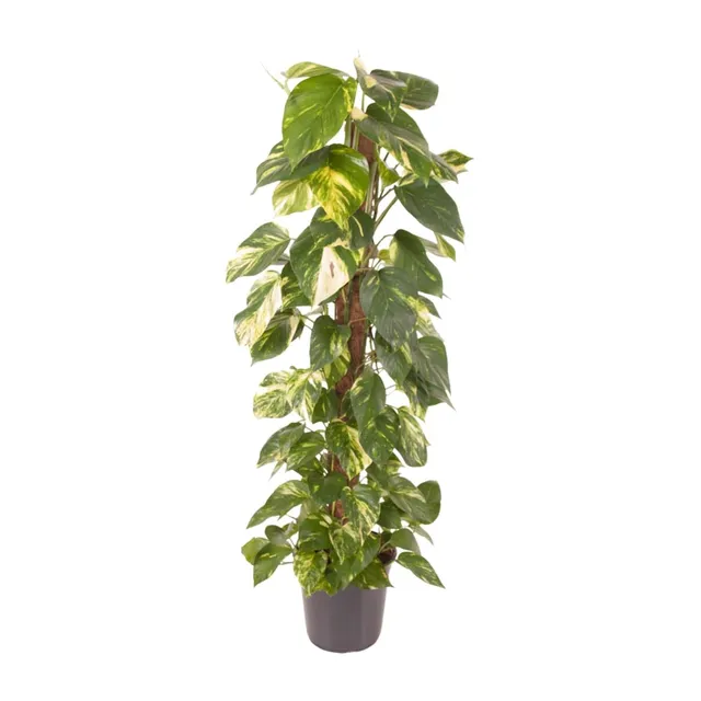green-guardia-epipremnum-efeutute-zimmerpflanze-120cm-gro image 1