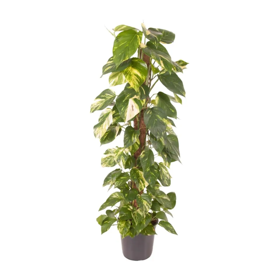 green-guardia-epipremnum-efeutute-zimmerpflanze-120cm-gro image 1