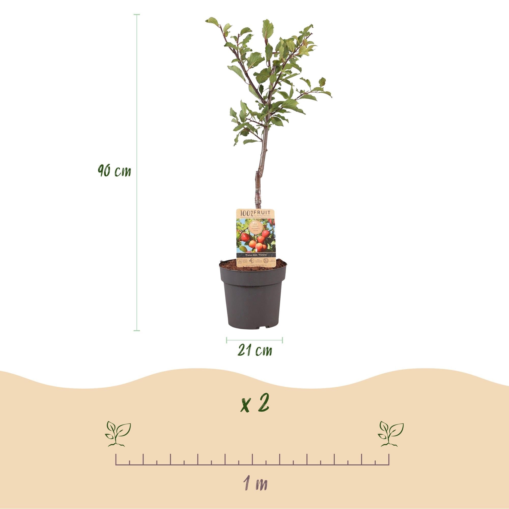 green-guardia-unsere-pflanzen-victoria-pflaumenbaum-21-cm-topf-90-cm image 3