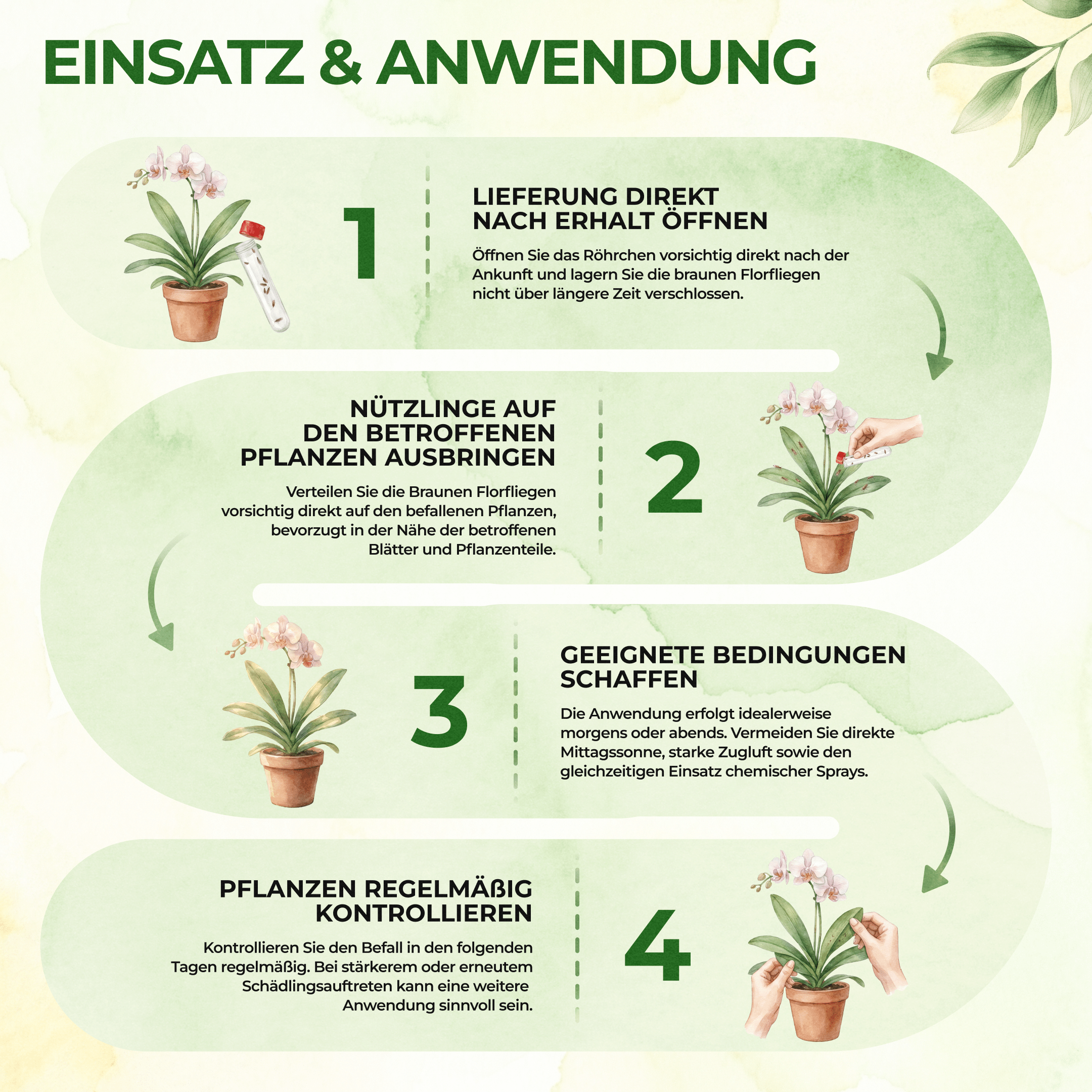 green-guardia-florfliegenlarven-braune-florfliegen-n-tzlinge-1x image 4