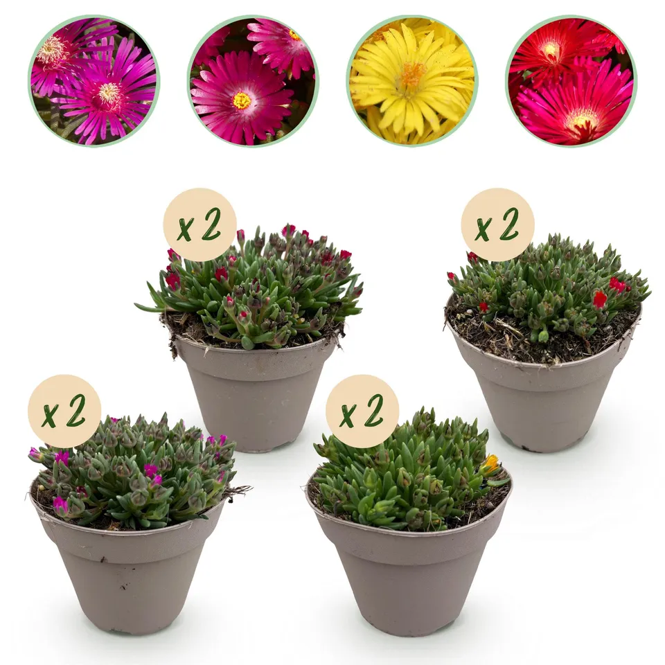 green-guardia-bodendecker-delosperma-mix-8-pflanzen-winterhart image 1