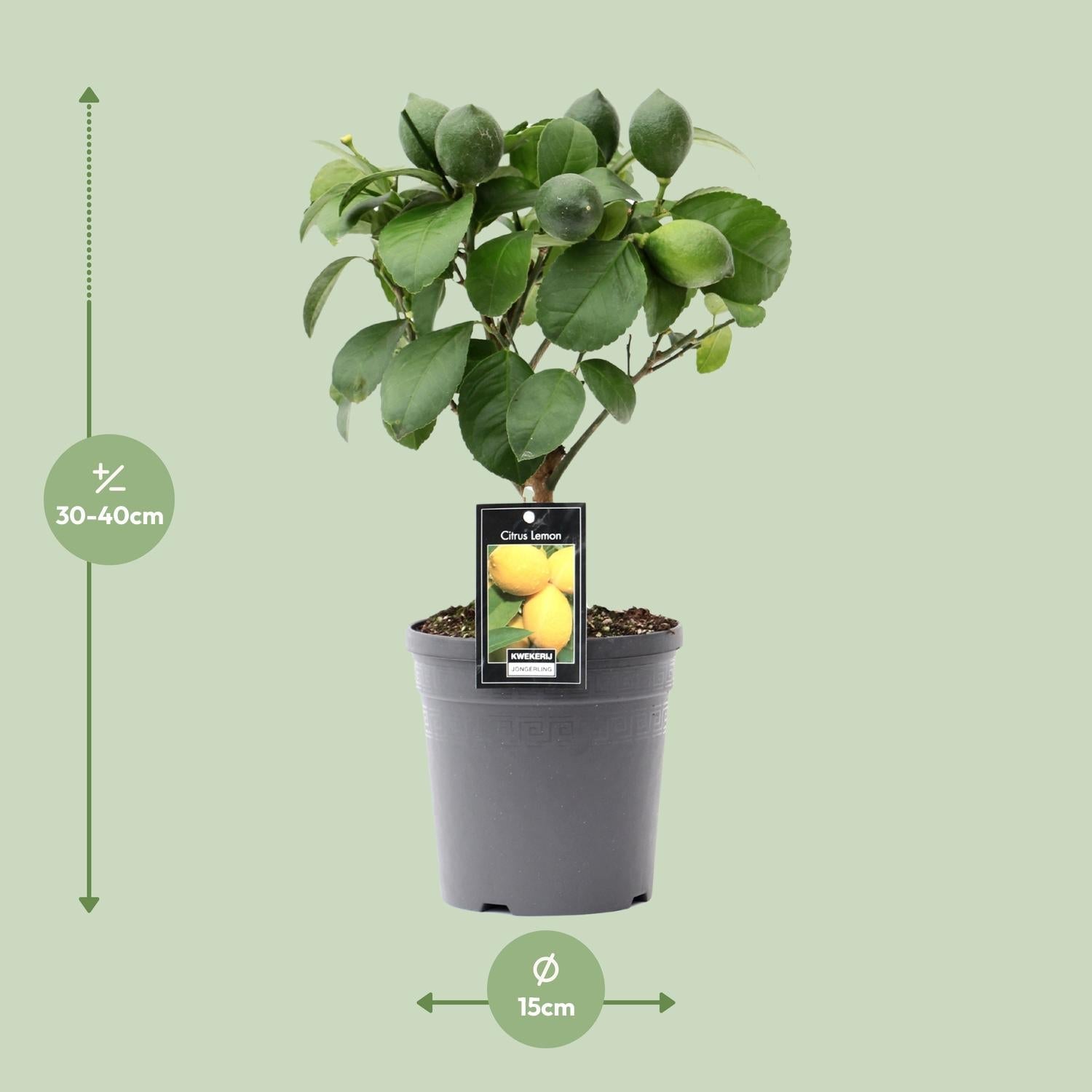 green-guardia-citrus-lemon-zitronenbaum-35-80cm-duft image 3