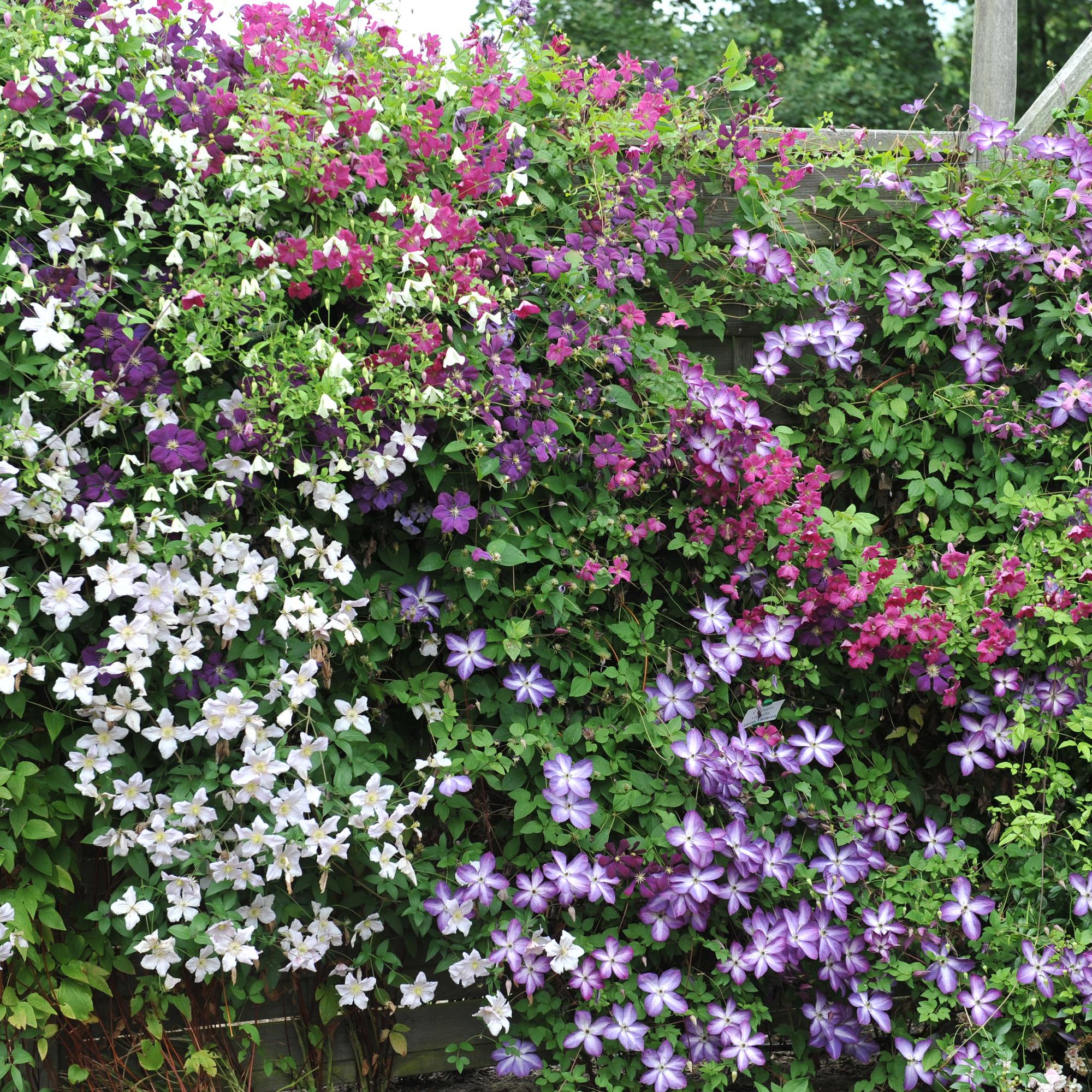 green-guardia-clematis-tricolour-kletterpflanze-3x-11cm-rosa-wei image 5