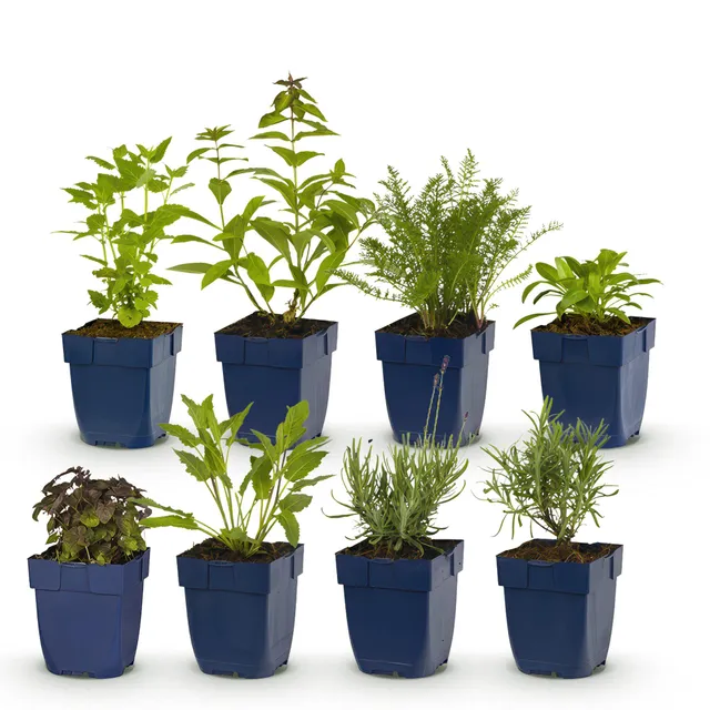 green-guardia-staudenpaket-duftend-8-stauden-11cm-topf image 1