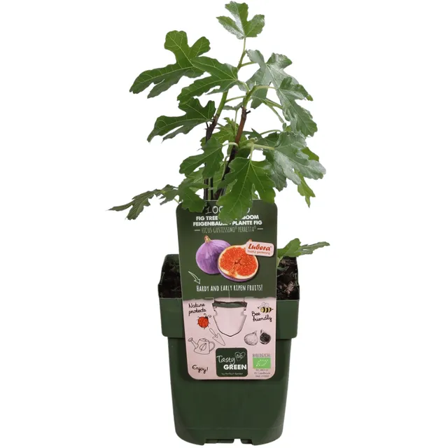 green-guardia-bio-feigenbaum-ficus-carica-13cm-topf image 1