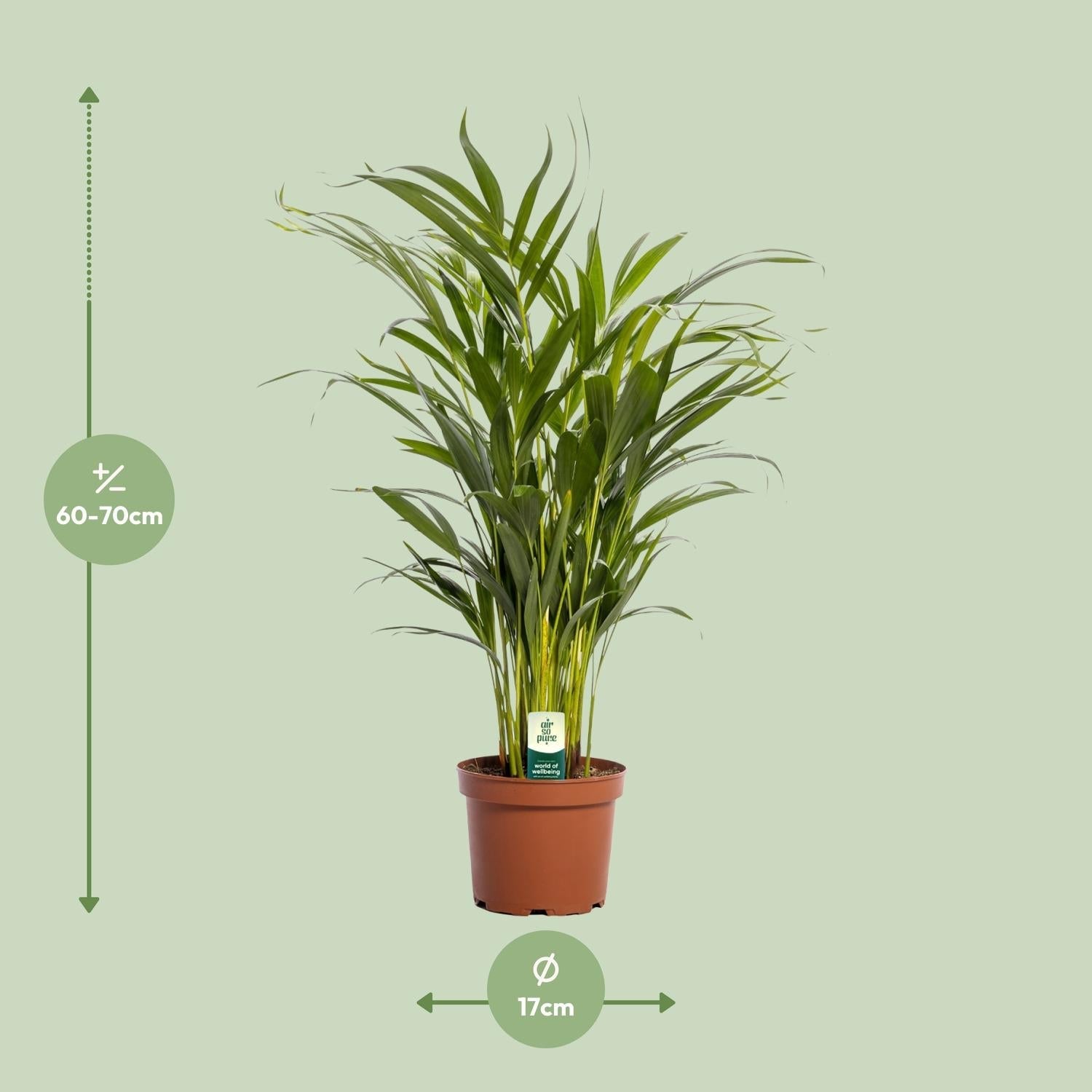green-guardia-unsere-pflanzen-areca-palme-dypsis-40cm-luftreiniger image 5
