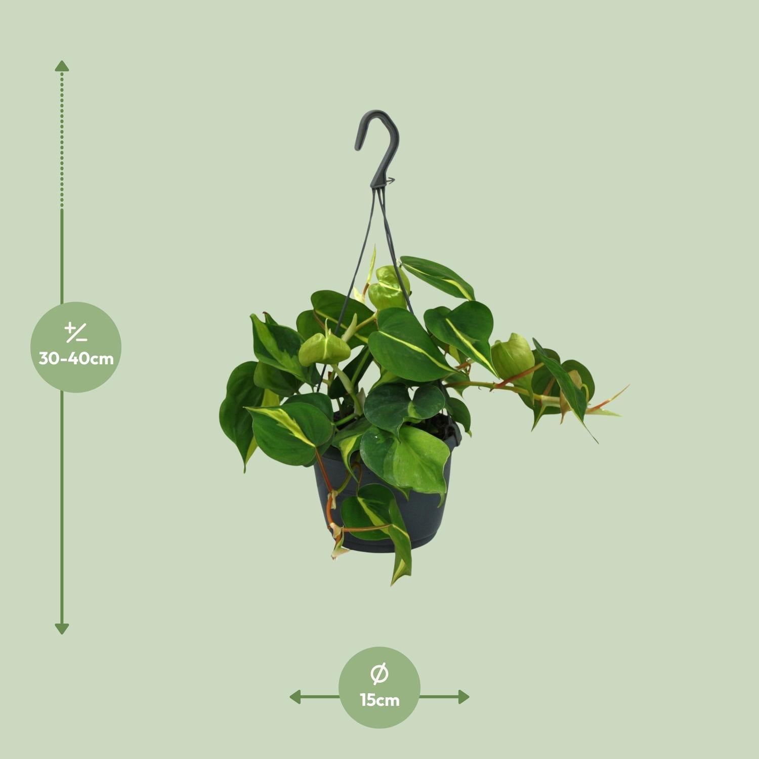 green-guardia-philodendron-scandens-brasil-zimmerpflanze-12cm-pflegeleicht image 2
