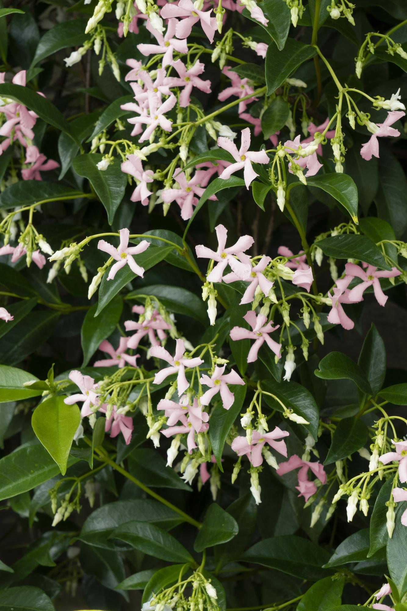green-guardia-unsere-pflanzen-toskanischer-jasmin-star-of-ibiza-1x-rosa image 5