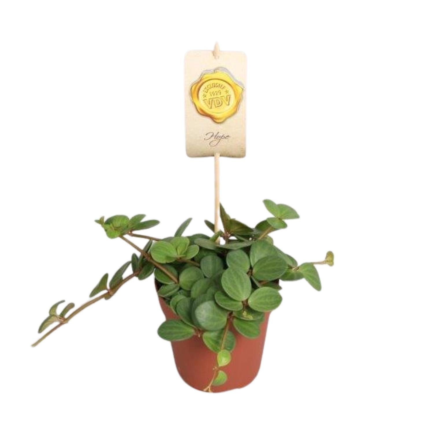 green-guardia-peperomia-hope-peperomie-zimmerpflanze-12cm-topf image 1