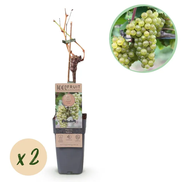 green-guardia-tafeltraube-bianca-obstpflanze-2-pflanzen-50-cm image 1