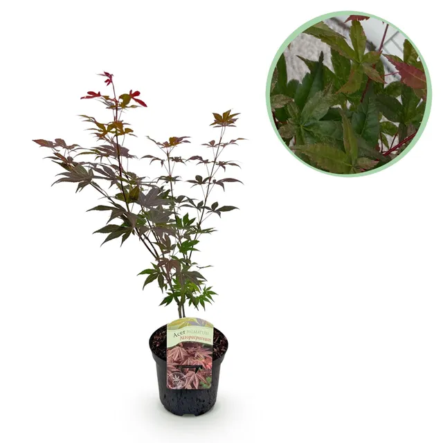 green-guardia-unsere-pflanzen-acer-atropurpureum-ahorn-1x-pflanze image 1