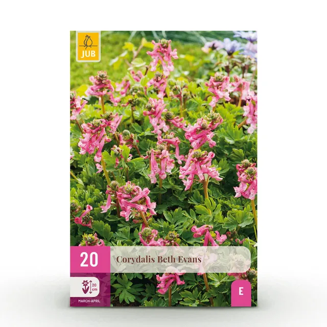 green-guardia-beth-evans-blumenzwiebeln-20-st-ck-lila-wei image 1