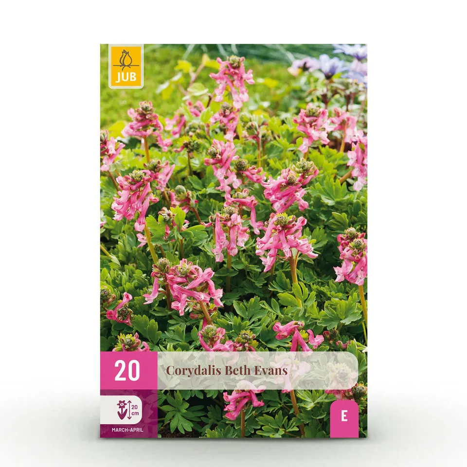 green-guardia-beth-evans-blumenzwiebeln-20-st-ck-lila-wei image 1