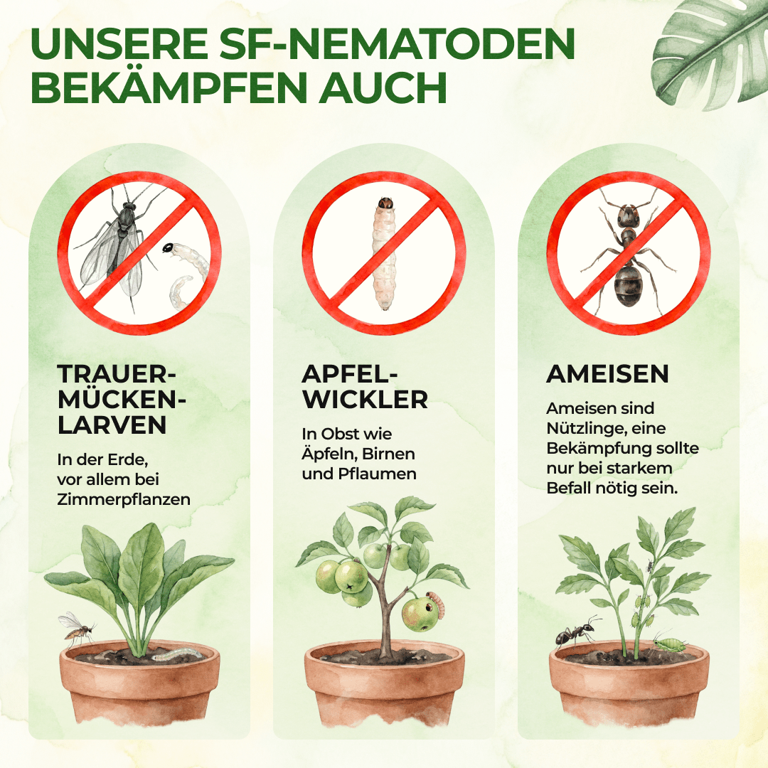 green-guardia-nematoden-sf-gegen-trauerm-cken-n-tzlinge-0-5-mio-f-r-1m image 3