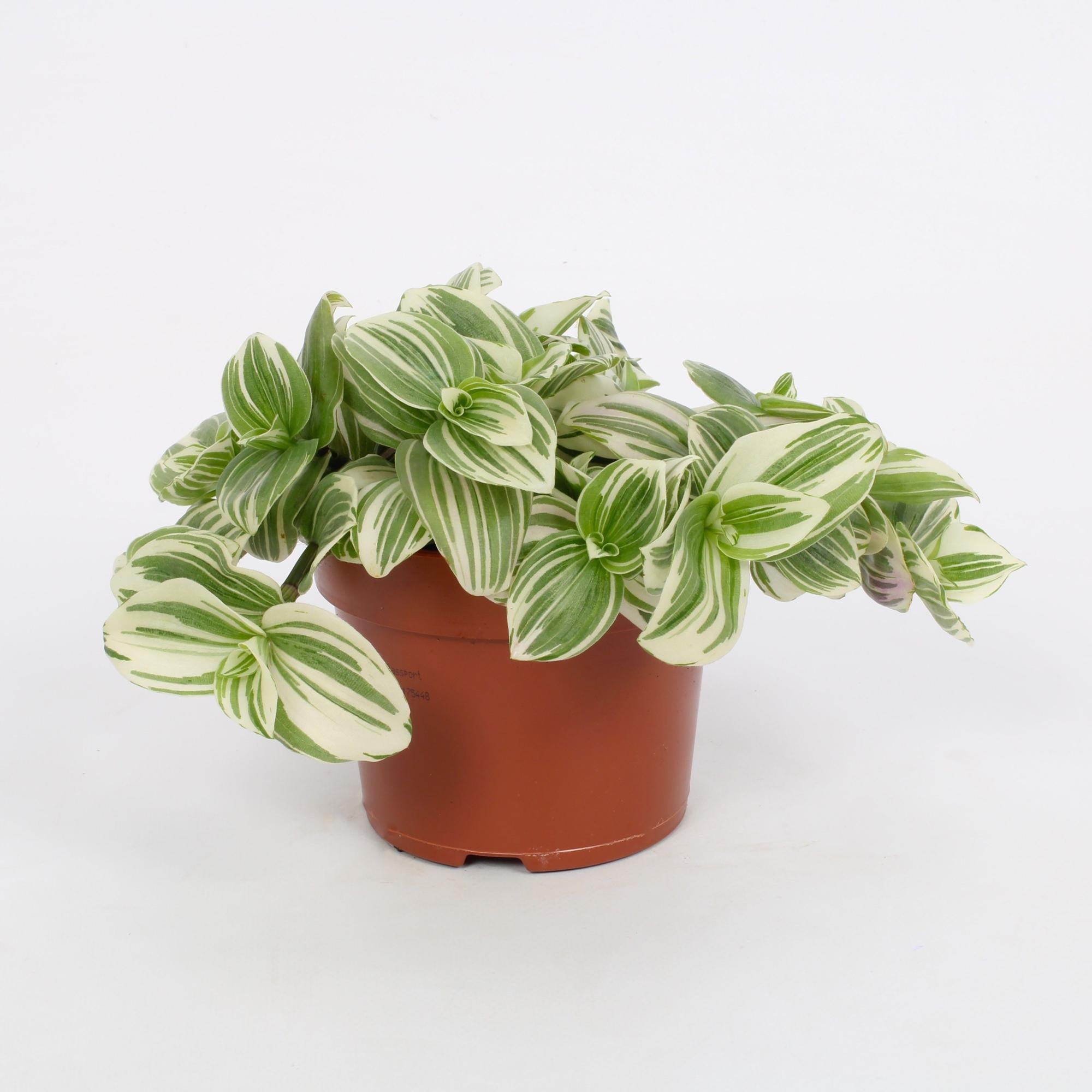 green-guardia-tradescantia-giant-white-beach-h-ngepflanze-12cm image 1