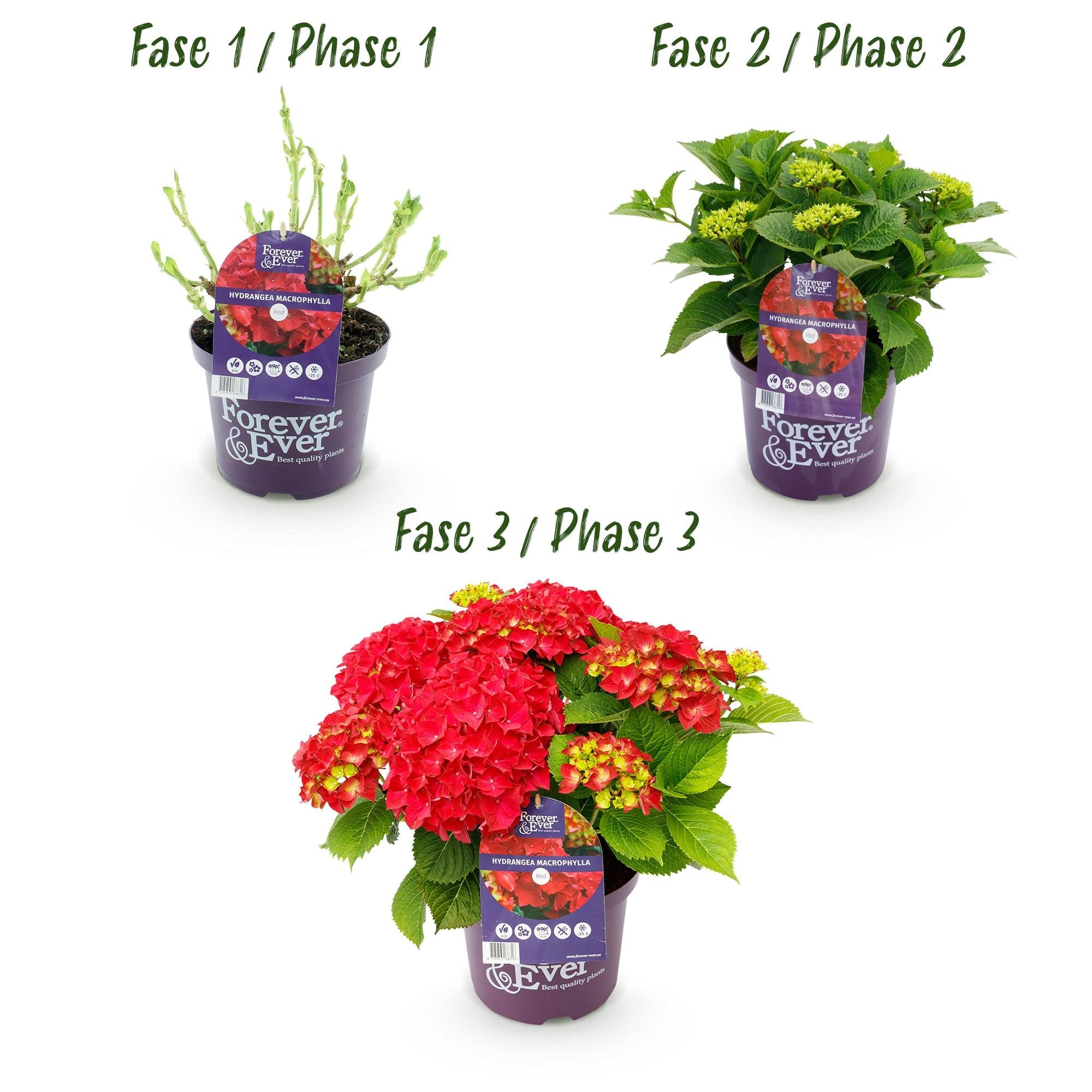 green-guardia-forever-ever-rote-hortensie-balkonpflanze-23cm image 3