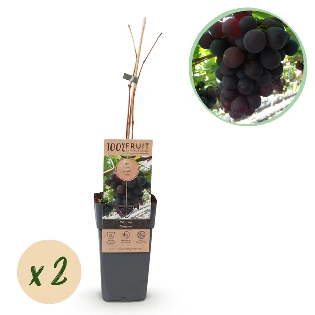 green-guardia-unsere-pflanzen-vitis-vanessa-traube-kernlos-2x-lila image 1