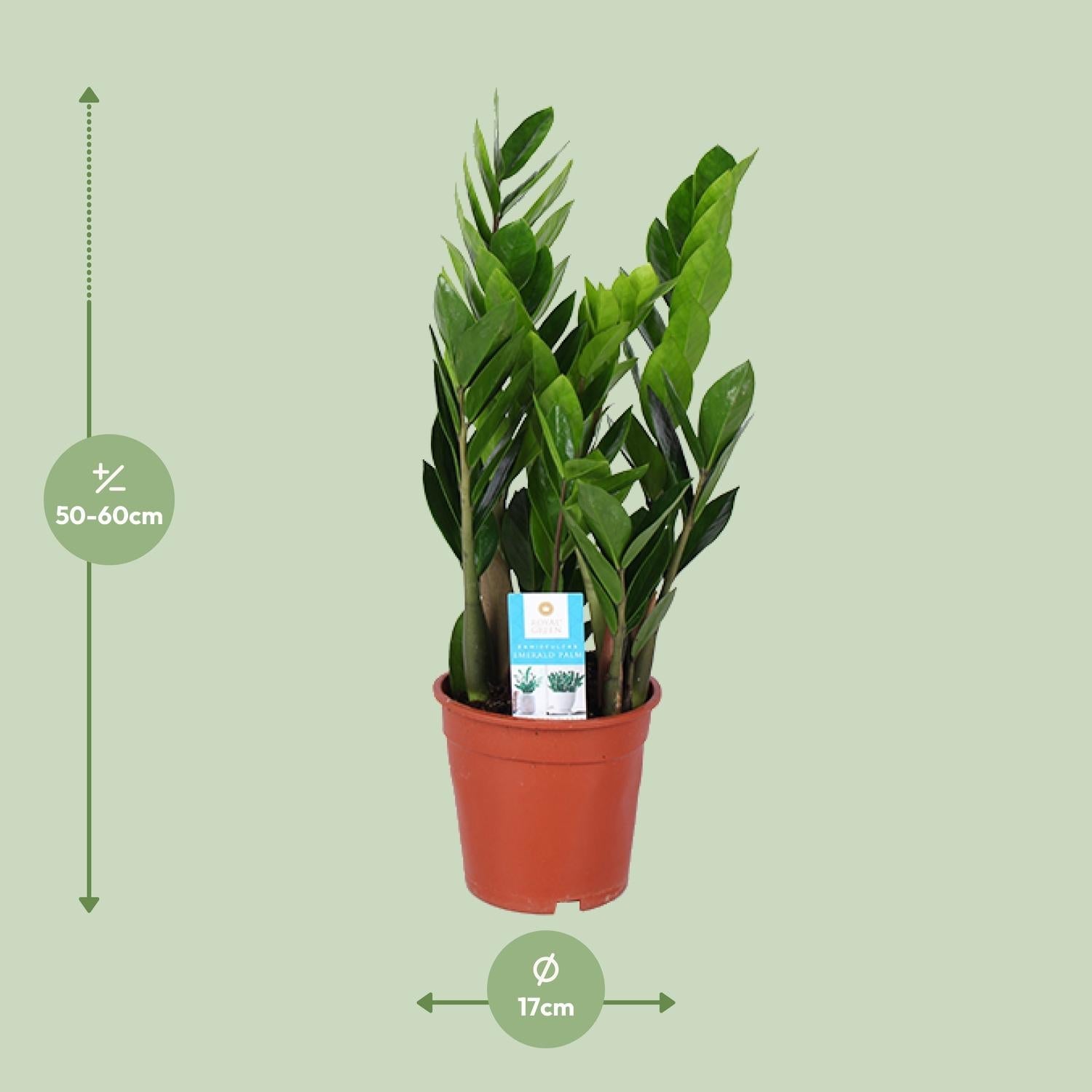 green-guardia-zamioculcas-zamiifolia-gl-cksfeder-40-95cm image 8