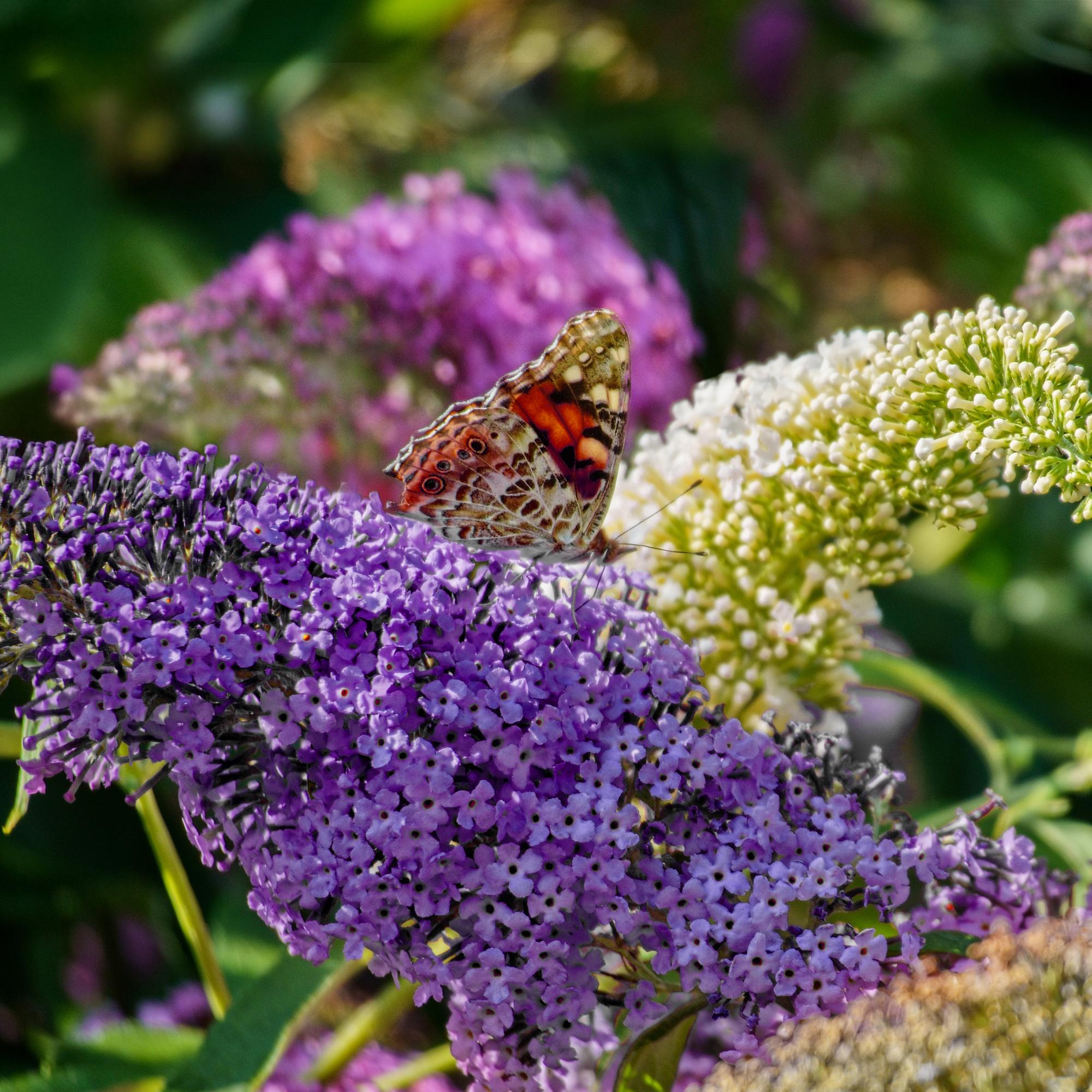 green-guardia-unsere-pflanzen-buddleja-tricolour-strauch-17cm-topf image 3