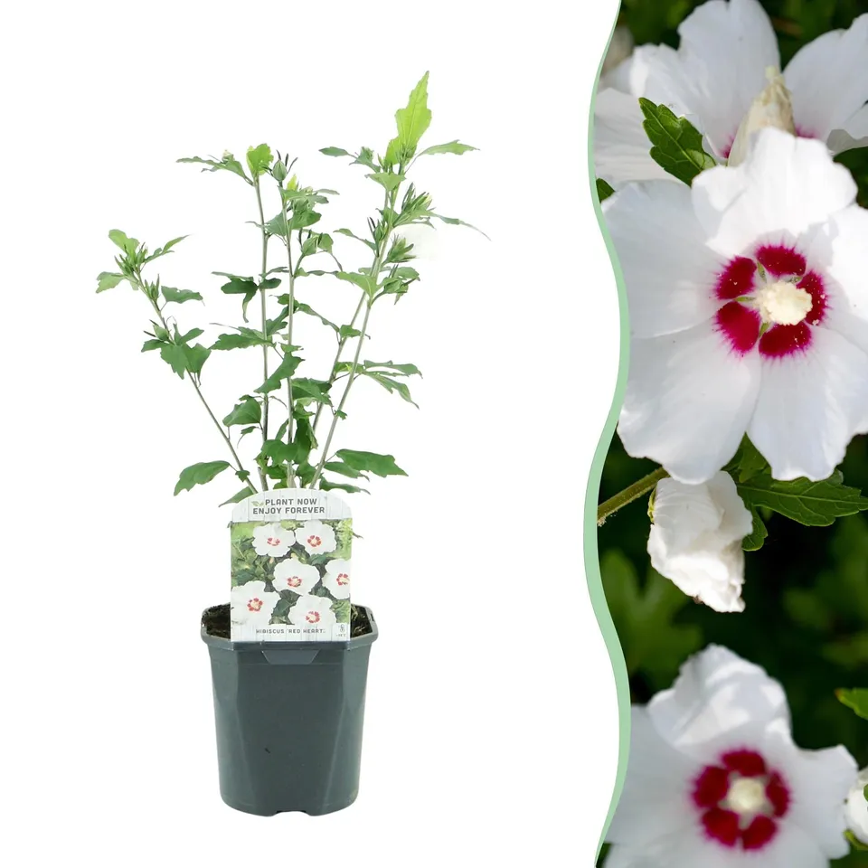 green-guardia-unsere-pflanzen-gartenhibiskus-red-heart-17-cm-topf image 1